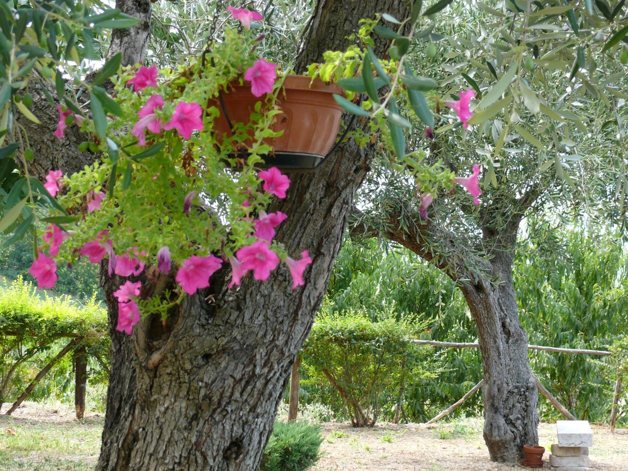 Bed&Breakfast Giardino Agritourist Controguerra Extérieur photo